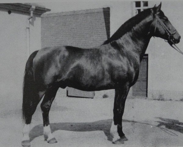 stallion Wunsch Mo 1205 (Heavy Warmblood, 1961, from Wesir ox Mo 1129)