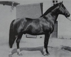 Deckhengst Wunsch Mo 1205 (Schweres Warmblut, 1961, von Wesir ox Mo 1129)