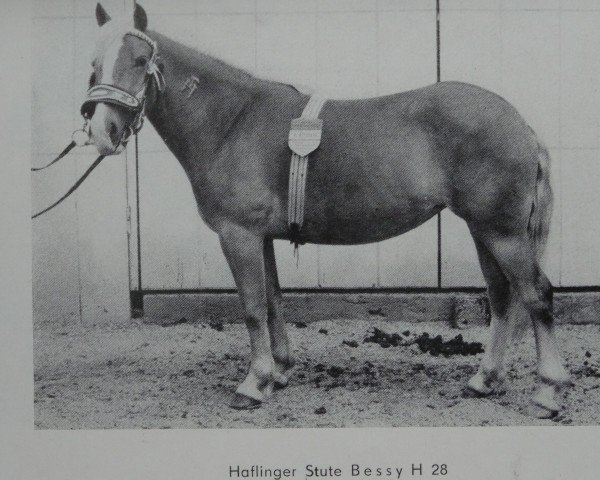 Zuchtstute Bessy H 28 (Haflinger, 1960, von Martin 2)