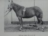 broodmare Bessy H 28 (Haflinger, 1960, from Martin 2)