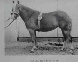 broodmare Bessy H 28 (Haflinger, 1960, from Martin 2)