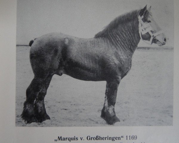 stallion Marquis von Großheringen Th 1169 (Saxon-Thuringian Draughthorse, 1956, from Gambo von Estedt Th 1121)