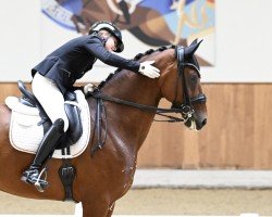 dressage horse Bonfire 95 (Oldenburg, 2014, from Belissimo NRW)