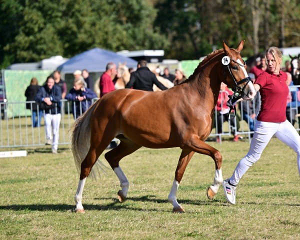 dressage horse Rosalie Rose (German Riding Pony, 2021, from Fs Numero Uno)