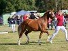 Dressurpferd Rosalie Rose (Deutsches Reitpony, 2021, von Fs Numero Uno)