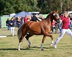 Dressurpferd Rosalie Rose (Deutsches Reitpony, 2021, von Fs Numero Uno)