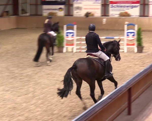 Reitturnier Behrendorf 2024