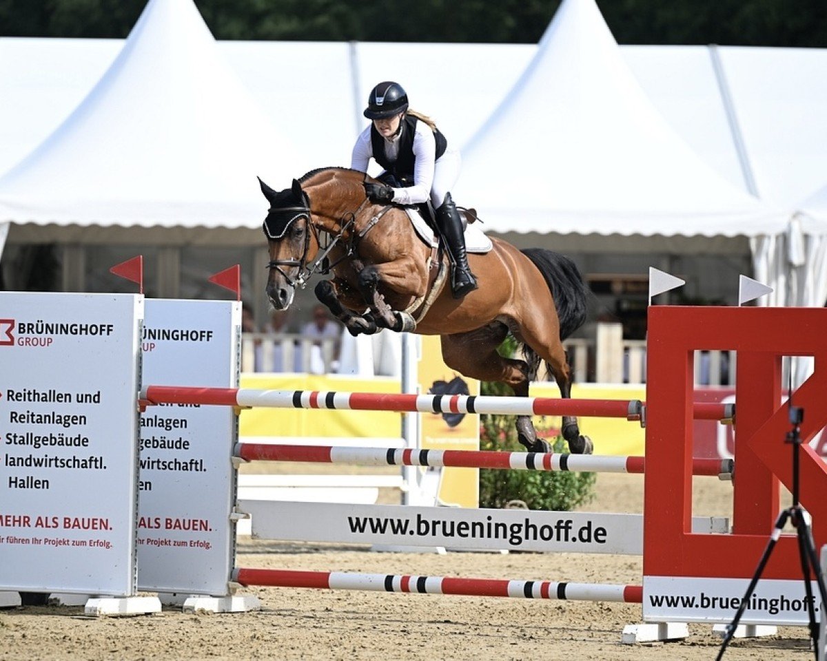 Springpferd Crazy Carla 3 (Oldenburger, 2018, von Comme il Faut)