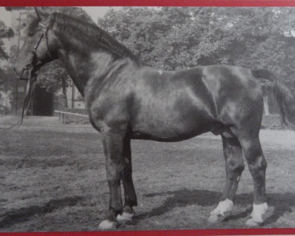 stallion Goldadler 113 (Oldenburg, 1941, from Goldengel 3561)