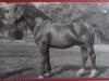 stallion Goldadler 113 (Oldenburg, 1941, from Goldengel 3561)