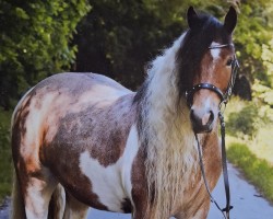 dressage horse Dreaming Sunshine (unknown, 2017)