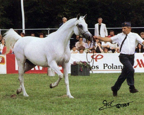 broodmare Emilda ox (Arabian thoroughbred, 1990, from Pamir 1984 ox)