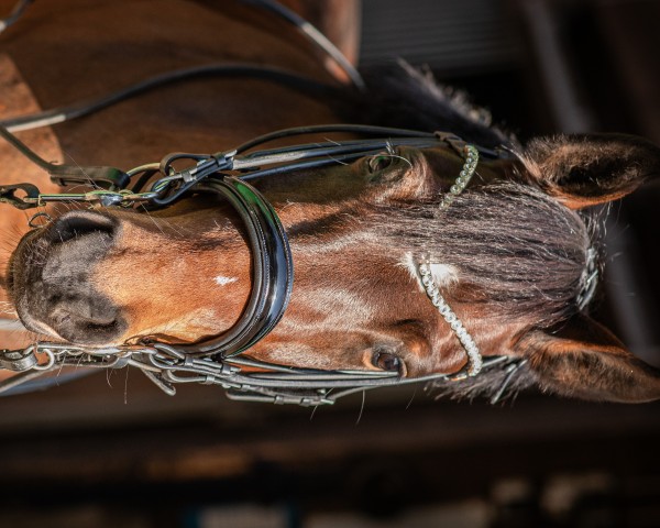 dressage horse Nikita 535 (German Riding Pony, 2016, from Wengelo's Nelson)