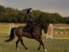 dressage horse Quiana 15 (German Riding Pony, 2015, from Quaterback's Junior)