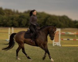 dressage horse Quiana 15 (German Riding Pony, 2015, from Quaterback's Junior)