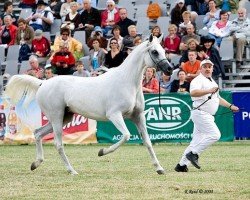 broodmare Embra ox (Arabian thoroughbred, 1995, from Monogramm 1985 ox)