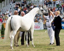 broodmare Espadrilla ox (Arabian thoroughbred, 1997, from Monogramm 1985 ox)