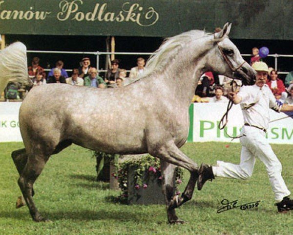 broodmare Emanda ox (Arabian thoroughbred, 1996, from Ecaho ox)