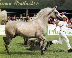 broodmare Emanda ox (Arabian thoroughbred, 1996, from Ecaho ox)