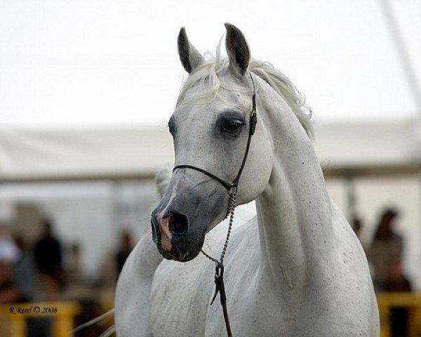 broodmare Georgia ox (Arabian thoroughbred, 1994, from Monogramm 1985 ox)