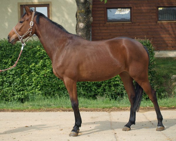 dressage horse Curly Sue 147 (Bavarian, 2007, from Grafenstolz)