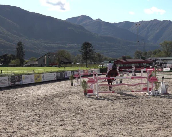 Reitturnier Giubiasco 2024