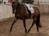 Dressurpferd King Cavalier 3 (Irisches Reitpferd,  )