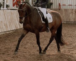 dressage horse King Cavalier 3 (Irish horse,  )