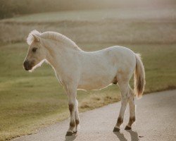 foal by Vineson Fjellhorn (Fjord Horse, 2024, from Venlo)