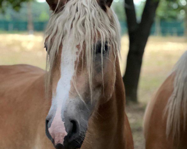 Pferd Darina-Farah-AZ (Haflinger, 2020, von Nebbiolo-W-R)