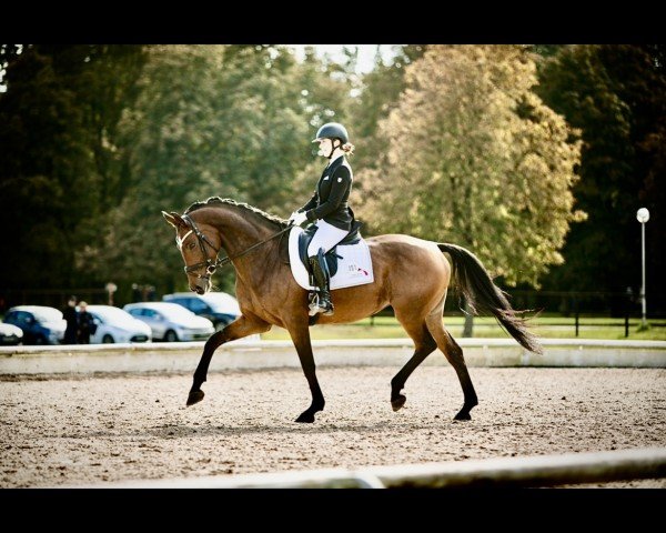 dressage horse Zahnfee (German Sport Horse, 2015, from Birkhof's Zalando OLD)