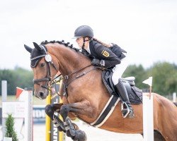 dressage horse Claire de Lune 27 (Holsteiner, 2012, from Catoki)