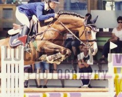 jumper Limonca (Oldenburg show jumper, 2010, from Silbersee T)