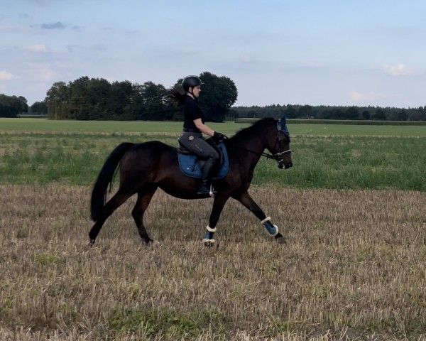 broodmare Karo 8 (German Riding Pony, 1996, from Brillant)