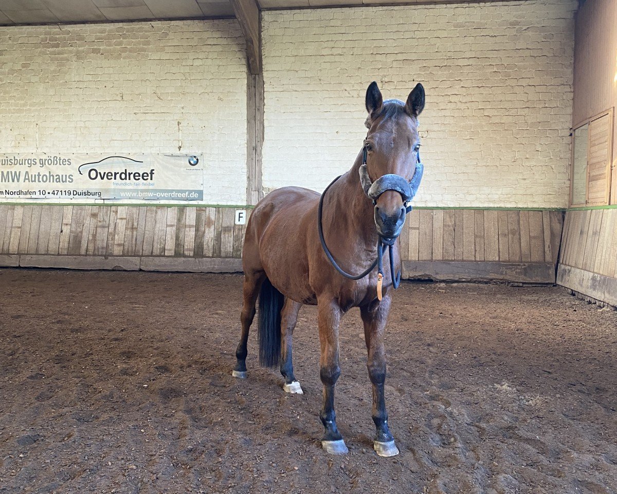 broodmare La Jolie 52 (Rhinelander, 2005, from Lord Loxley I)