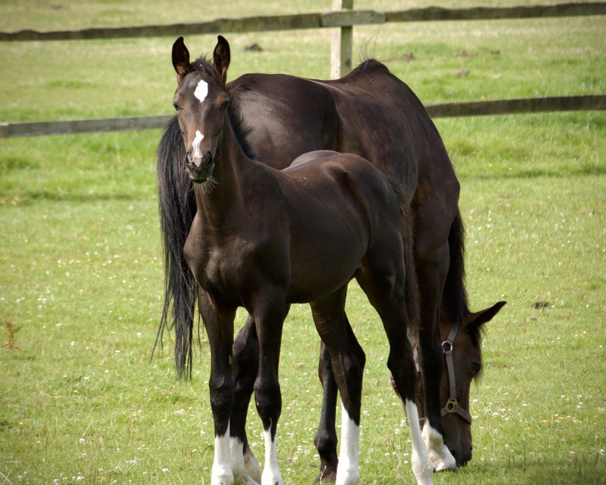 Springpferd Marty (Hannoveraner, 2024, von Madness 15)