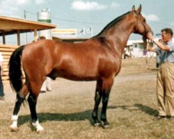 stallion Trumf 32 FIN (Swedish Warmblood, 1961, from Polarstern)