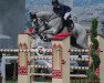 jumper Cara Kann (Oldenburg show jumper, 2006, from Carinue)