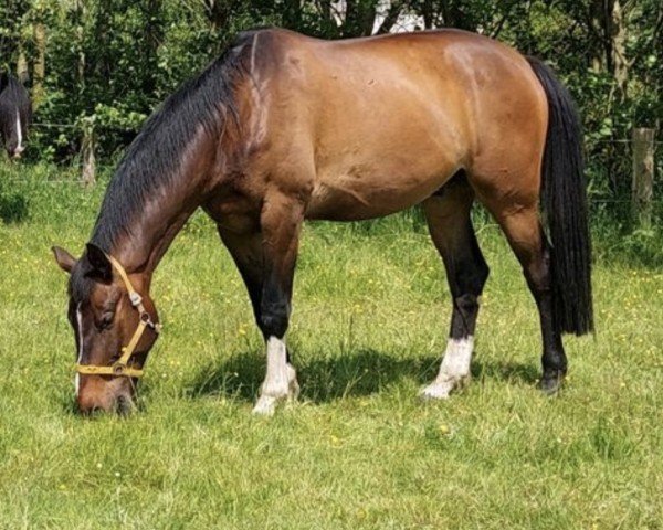 Springpferd Comet (Holsteiner, 2019, von Catch)