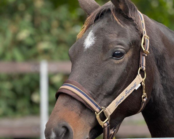 dressage horse Fortissima 11 (Hanoverian, 2017, from Fürstenball)