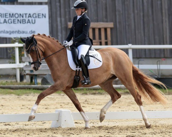 dressage horse Dame de Coeur A (German Riding Pony, 2021)