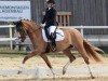 dressage horse Dame de Coeur A (German Riding Pony, 2021)