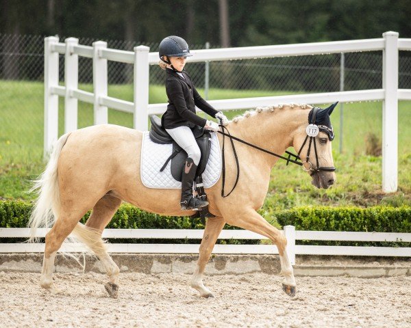 Zuchtstute Hesselteichs Golden Rose (Deutsches Reitpony, 2016, von Gandalf)