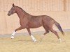 dressage horse Waikiki Bond Girl Anw (Austrian Warmblood, 2021, from Bonds)