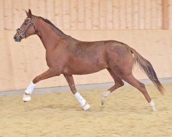 dressage horse Waikiki Bond Girl Anw (Austrian Warmblood, 2021, from Bonds)