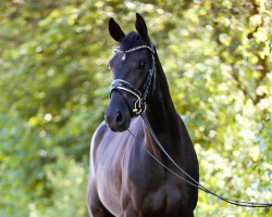 dressage horse Très Royal (KWPN (Royal Dutch Sporthorse),  , from Totilas)