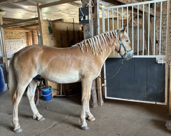 Pferd Stuart-Little (Haflinger, 2023, von liz.581/T Sternengold)