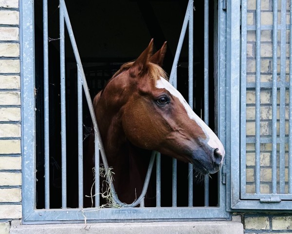 jumper Chupchiqui (Oldenburg show jumper, 2012, from Chin Champ)