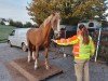 Pferd Tonnerre du Jolibois (Belgisches Warmblut, 2003, von Carre d'As Z)