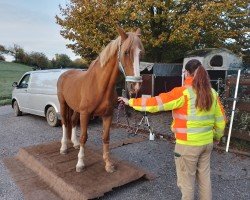 horse Tonnerre du Jolibois (Belgian Warmblood, 2003, from Carre d'As Z)